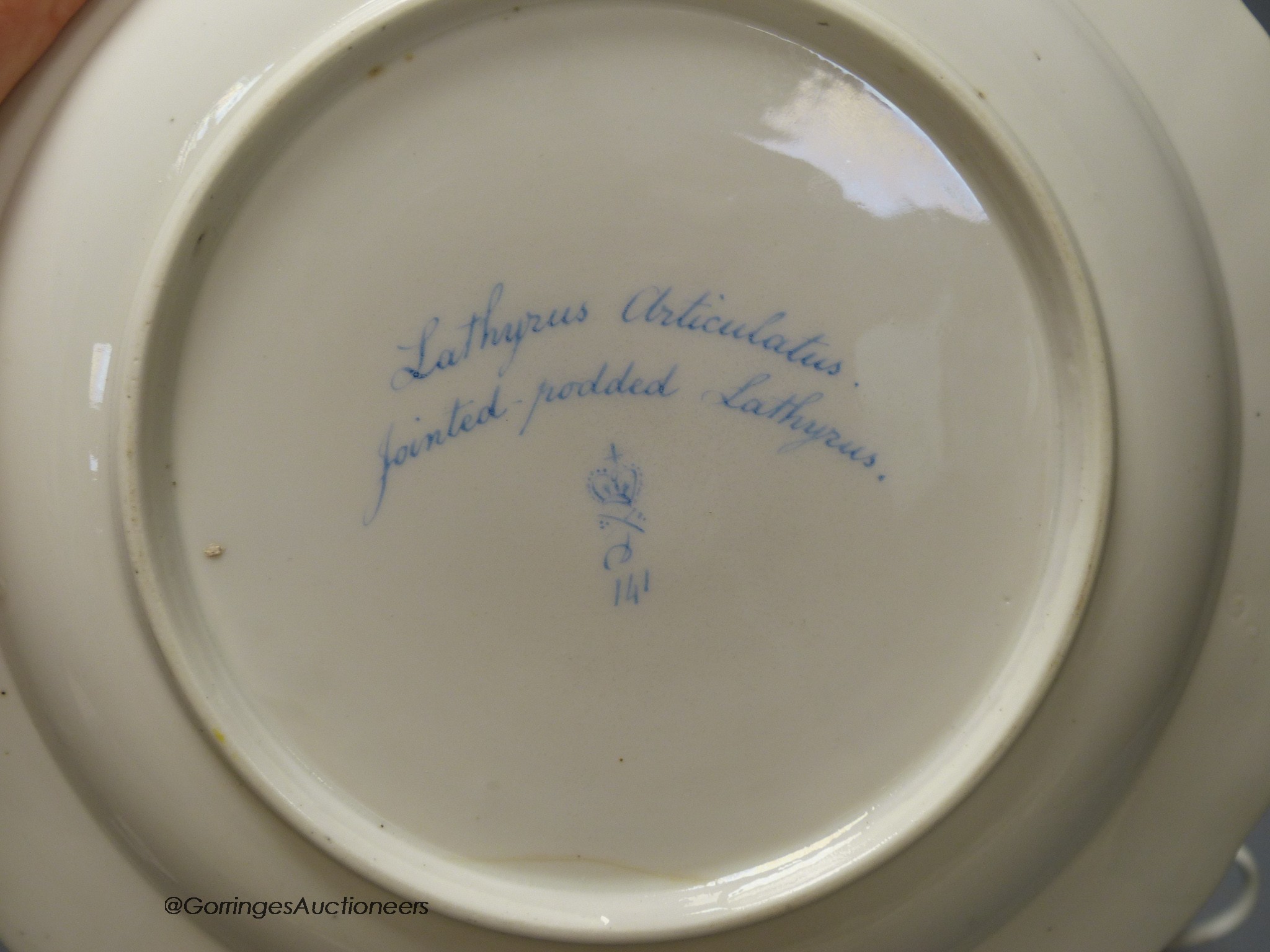 A Derby botanical plate painted with jointed prodded Lathyrus, titled, blue mark pattern 141, 22.5cm diameter and a Chelsea Derby period two-handled chocolate cup with puce flowers on a line gilded ground